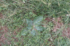 Nicotiana plumbaginifolia